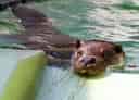 ユーラシアカワウソの写真 3